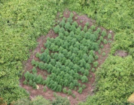 wildcat helicopter uncovers drug plantations