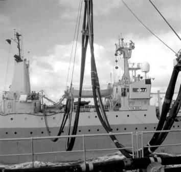 CS Iris RAS RFA Plumleaf