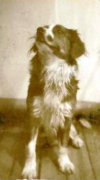 Nucula ships dog Boy